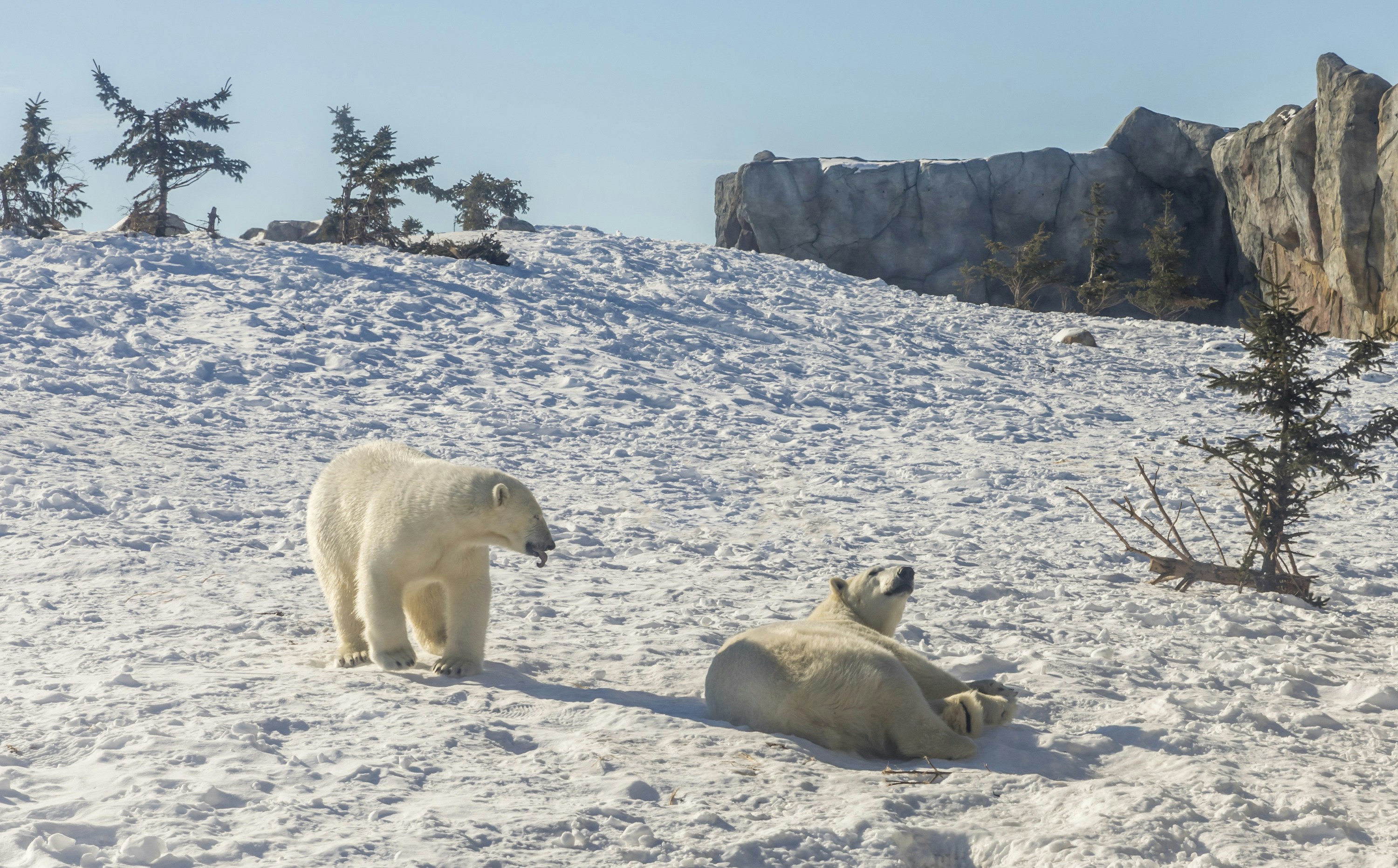 Polar Bears of Churchill, Manitoba, Canada